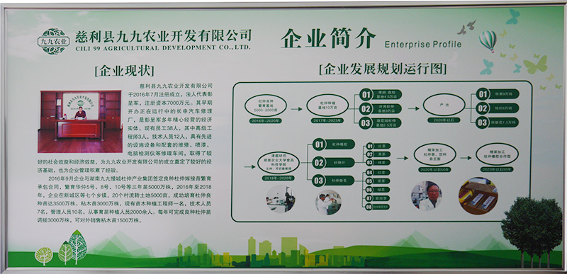 慈利縣九九農業(yè)開發(fā)有限公司,張家界粘木苗銷售,杜仲種植,苗木銷售